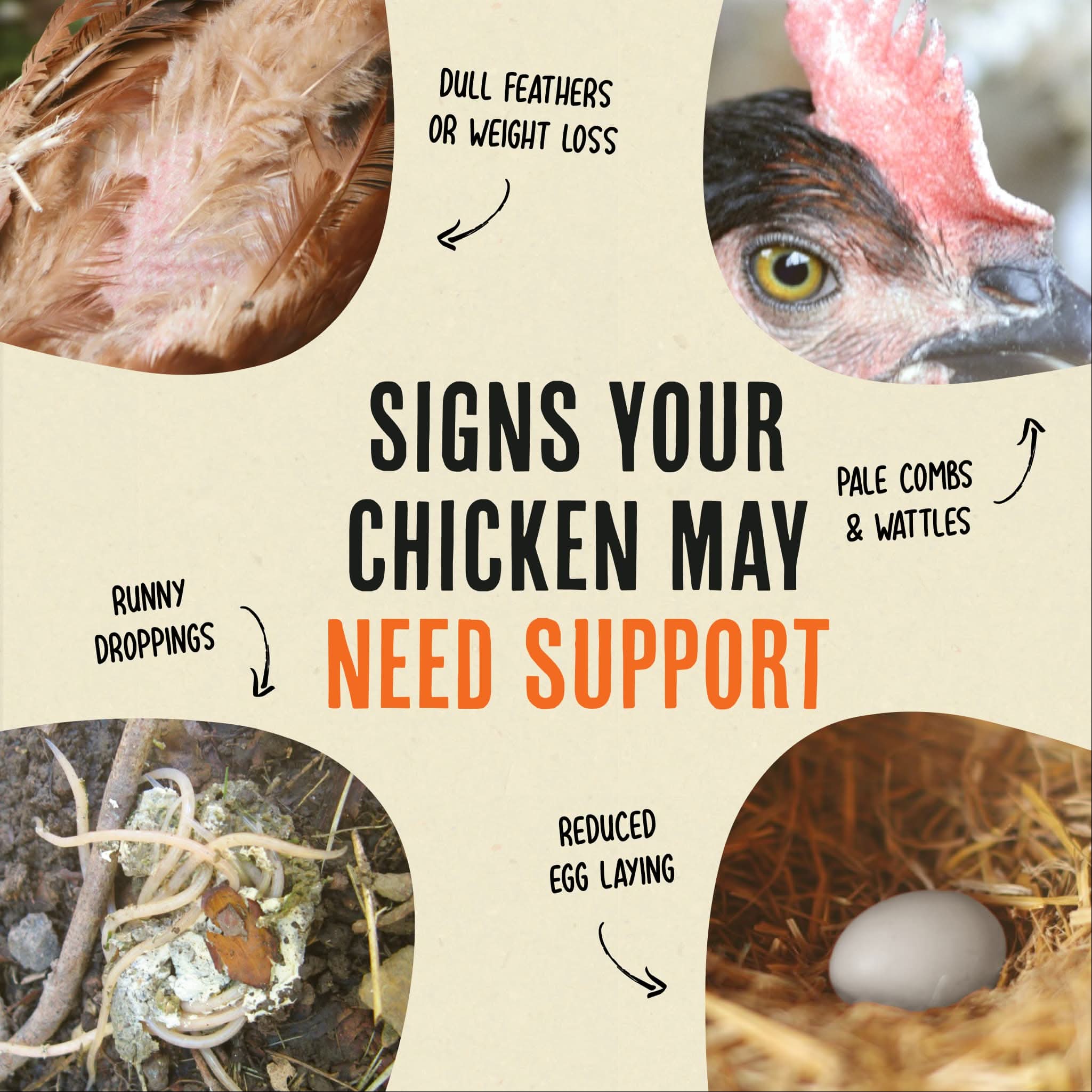 Desparasitante para pollos 100% natural: mantenga a sus gallinas en forma y libres de lombrices.