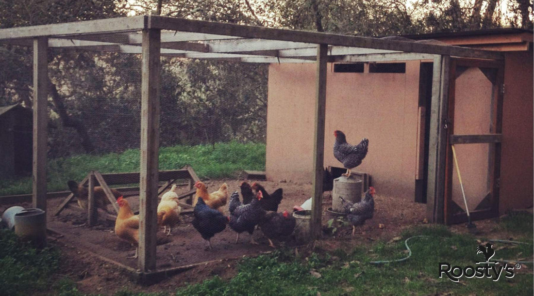 How Often Should You Clean Your Chicken Coop?
