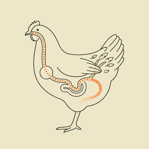 Hen cutaway illustration with three eggs